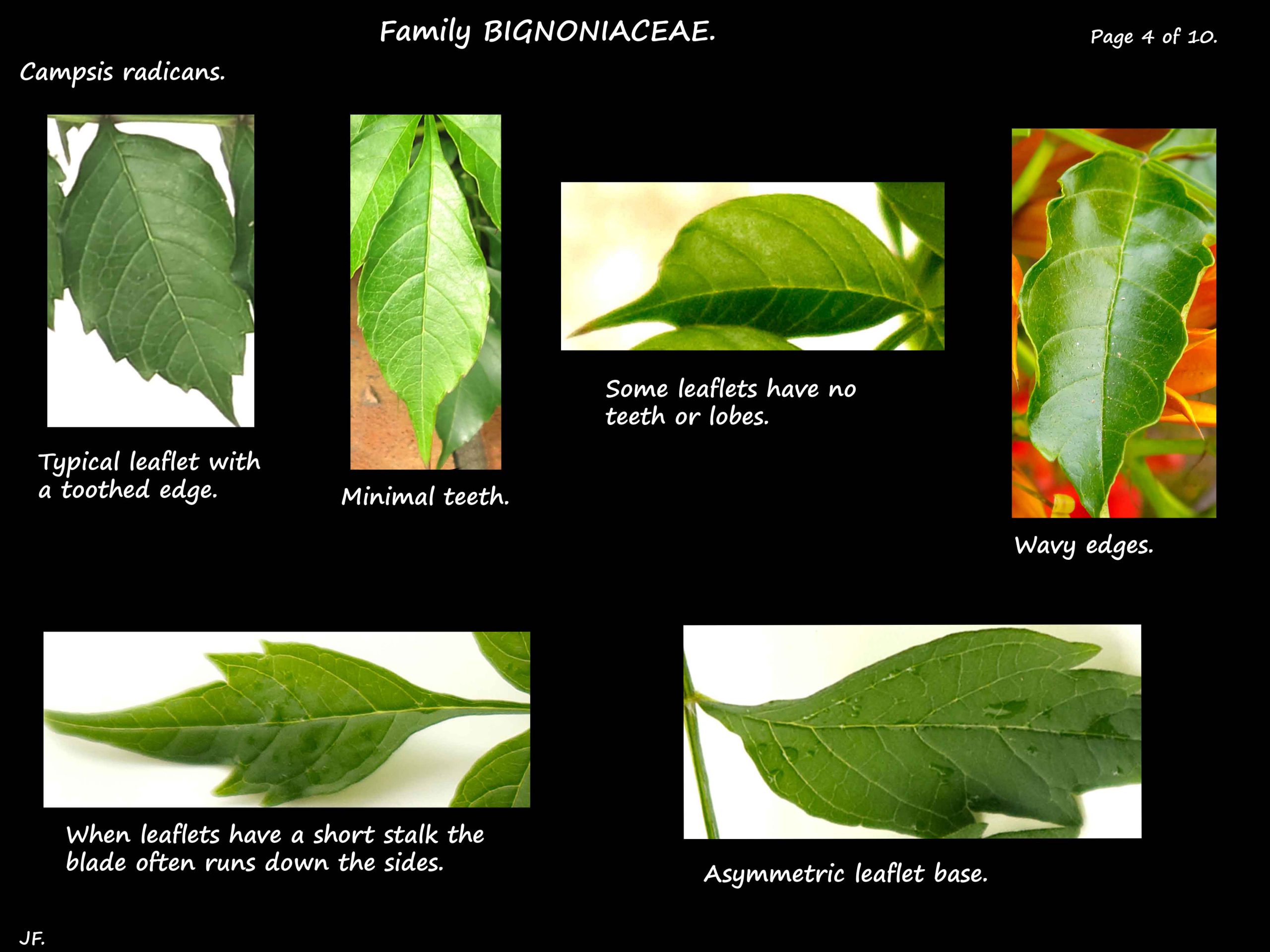 4 Campsis radicans leaflets